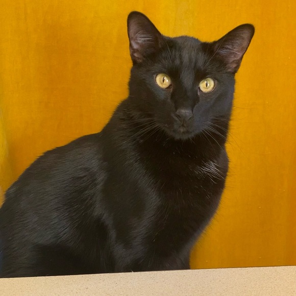 Meet your Posher, Caitlin - Picture 9 of 12